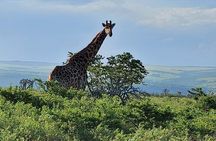 Schotia Big 5 Safari Port Elizabeth (optional accommodation)