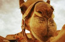 Agafay Desert : Quad Bike and Camel Riding Experience