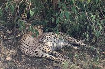3 Days Masai Mara Jeep Safari 