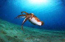 Guided Snorkeling Experience