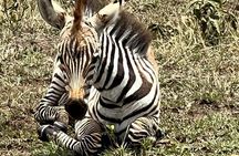 Nairobi National Park Tour From 0600hrs - 1130hrs or From 1300hrs - 1800hrs