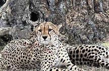 Nairobi National Park Tour From 0600hrs - 1130hrs or From 1300hrs - 1800hrs