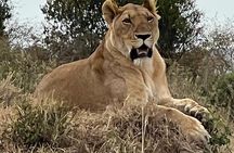 Nairobi National Park Tour From 0600hrs - 1130hrs or From 1300hrs - 1800hrs