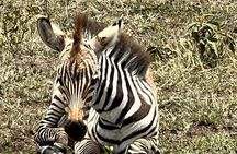3 Days, 2 Nights Masai Mara Road Package