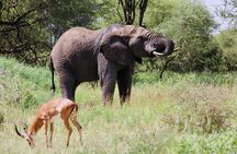 Best Safari and Zanzibar 10-Days Excursions