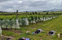 Yoga in vineyards and Brunch