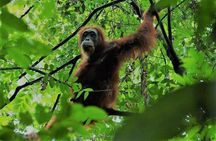 2 Day Orangutan Jungle Trek from Hotel Orangutan Bukit Lawang