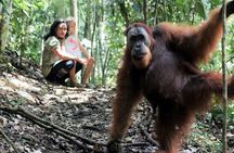 2 Day Orangutan Jungle Trek from Hotel Orangutan Bukit Lawang