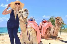 Camel Expedition and Beach Club In Riviera Maya