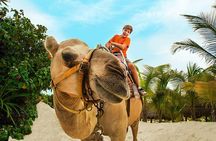 Camel Expedition and Beach Club In Riviera Maya