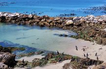 Luxury 2-Day In & Out Garden Route Safari Tour