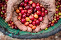 Coffee Tour Monteverde 
