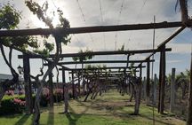 Private tour in Maipú