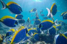 2-Hour Private Snorkelling in Maldives 