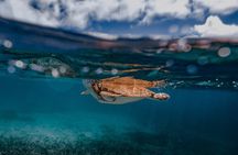 2-Hour Private Snorkelling in Maldives 