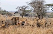Full-Day Chobe Trip Botswana