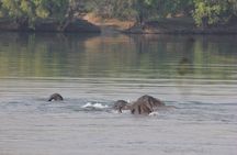 Full-Day Chobe Trip Botswana