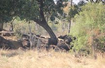 Full-Day Chobe Trip Botswana