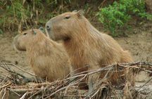 Tambopata National Reserve Tour 4 Days From Cusco