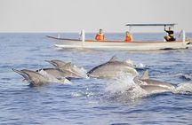 Watching Dolphin Tour at Lovina Beach 