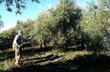 Private Olive Oil Tour from Sevilla