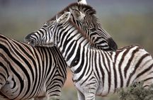 Aquila Game Reserve Big Five Safari Tour