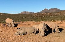 Aquila Game Reserve Big Five Safari Tour