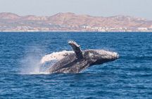 Cabo San Lucas Whale Watching Lunch Cruise