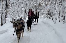 Snowshoeing with mountain goats Private activity