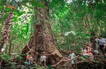 Full-Day Trekking and Sightseeing Tour in Mae Kampong