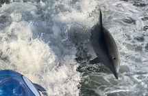 Frisky Mermaid Dolphin + Scenic Bay Sightseeing Tour
