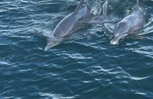 Frisky Mermaid Dolphin + Scenic Bay Sightseeing Tour