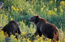 Full-Day Guided Yellowstone Day Tour