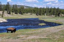 Full-Day Guided Yellowstone Day Tour