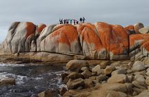 6-Day Tasmanian Explorer Adventure Tour from Hobart