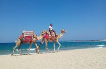 Snorkeling with Turtles - Experience in Abu Dabbab 