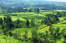 Electric bicycle tour in Jatiluwih UNESCO site