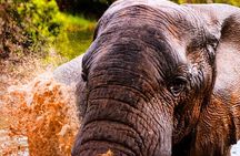 Schotia open vehicle safari game drive maximum 10 pax