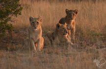 Schotia open vehicle safari game drive maximum 10 pax