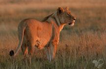 Schotia open vehicle safari game drive maximum 10 pax