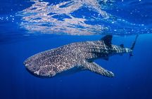 Whale Shark Tour Isla Mujeres Max 10Pax Free Lunch