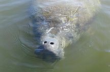 Guided Dolphin Eco Tour by Kayak & SUP - Fort Myers Beach, FL