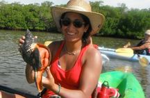 Guided Dolphin Eco Tour by Kayak & SUP - Fort Myers Beach, FL
