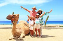 Camel Ride Experience in Los Cabos with Pick up and Lunch