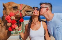 Camel Ride Experience in Los Cabos with Pick up and Lunch