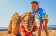 Camel Ride Experience in Los Cabos with Pick up and Lunch