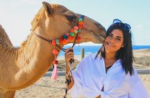 Camel Ride Experience in Los Cabos with Pick up and Lunch