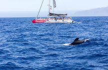 Exclusive Freebird Catamaran Whale and Dolphin Cruise to Caleta