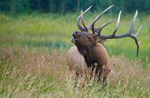3/4 Day Rocky Mountain NP "Mountain to Sky+Bear Lake Rd" Tour - RMNPhotographer