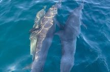 3-Hours Dolphin and Turtle Watching in Puerto Escondido
